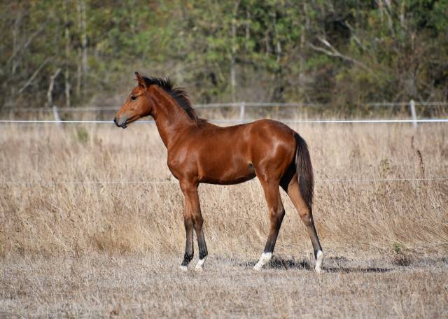 Pouliche dressage