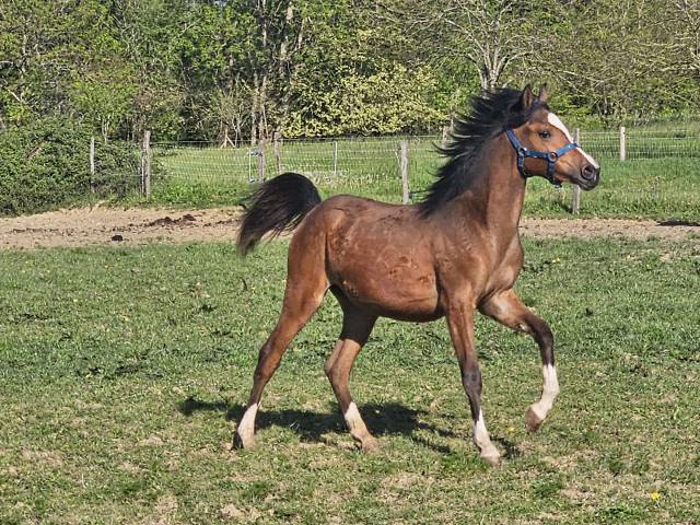Pouliche arabe 1 an