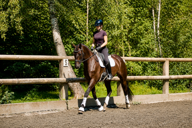Hongre - dsp - 5 ans - dressage / polyvalent - france