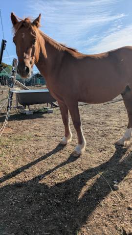 Poney onc type welsh