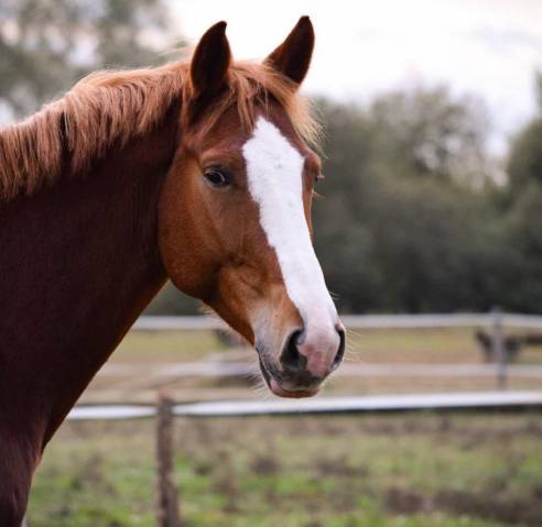 Top cheval amateur