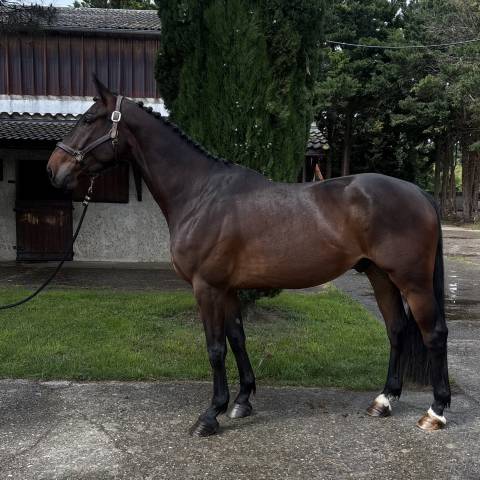 Cheval de qualité à tout petit prix.