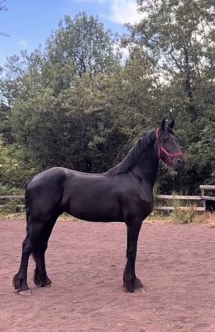 Frison oc - entier 2ans