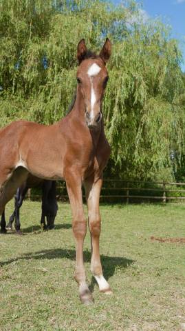 Foal kwpn dressage - par franklin et olivi