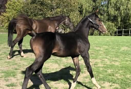 Foal sf cornet's prinz très bonne souche