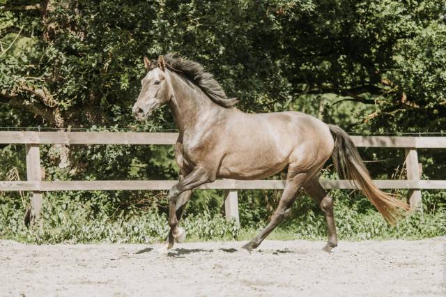 Hongre-luso warmblood 4 ans dressage /polyvalent france