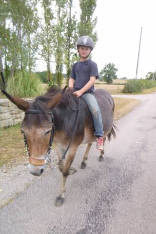 Vend mule