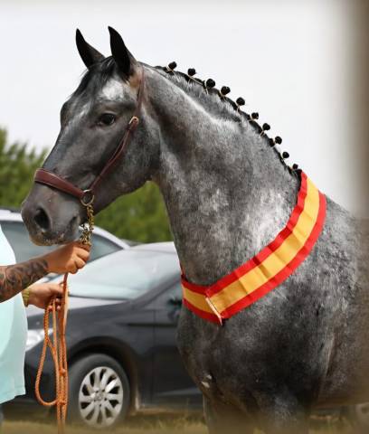 Cde  appaloosa rouan – cheval de sport espagnol entier