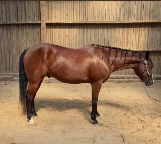 Qh de 4 ans