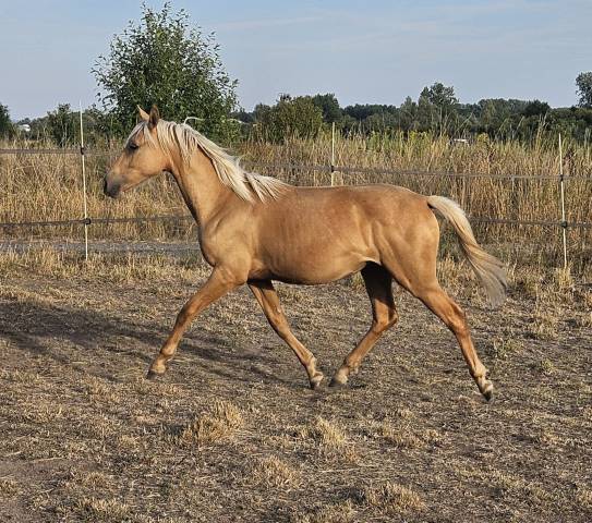 Pouliche 1an palomino oc tu origines sport