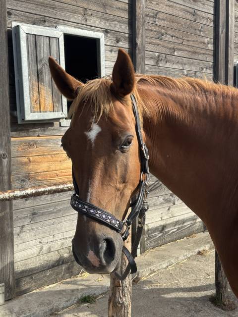 Cheval selle français de 13 ans 
