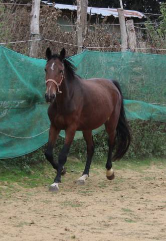 Ponette,3 ans.