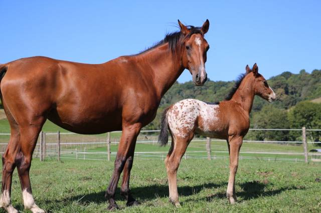 Pouliches pp appaloosa