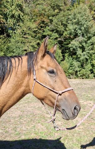 Jument/poney d