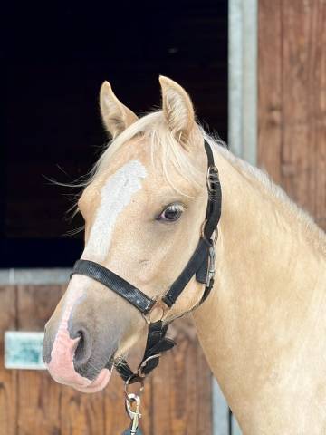 Mâle welsh part bred