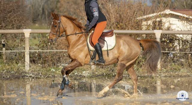 à vendre hongre bozouls de 9 ans
