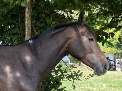Hongre 2 ans sf par mylord carthago x contendro