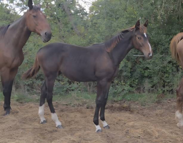 Foal sf mâle 