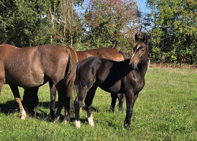 Foal sf mâle