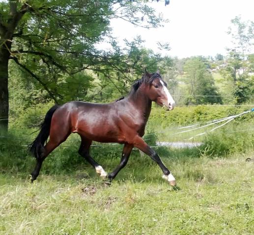 Très beau mâle 2ans 1m48 pfs