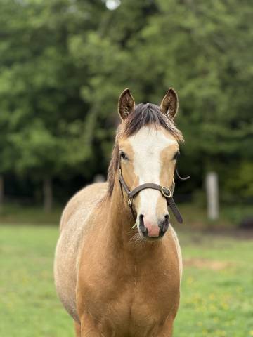 Poney français de selle - 1 an