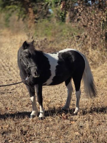 Ponette de confiance et d'expérience 