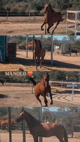 Cheval cso balade