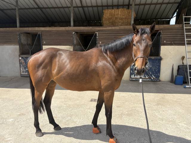 Cheval de loisir sportif