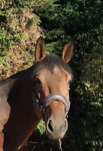 Newton minotiere mâle de 3 ans 