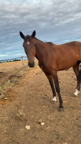 Cheval
