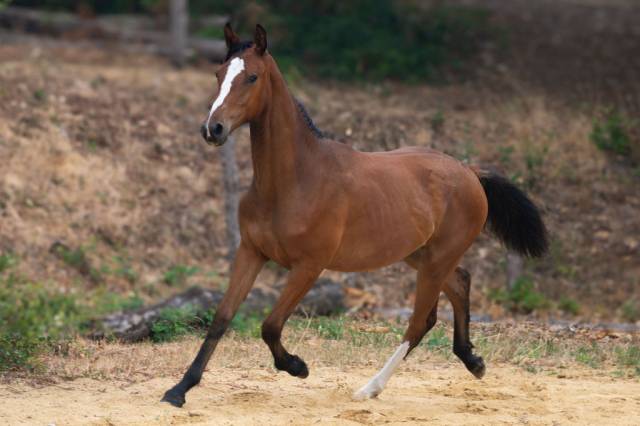 Pouliche selle français par contre bellini x canturo