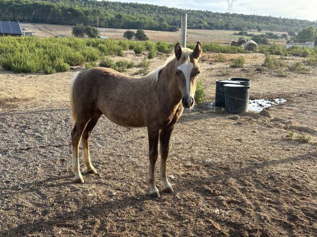 Magnifique pouliche welsh part-bred