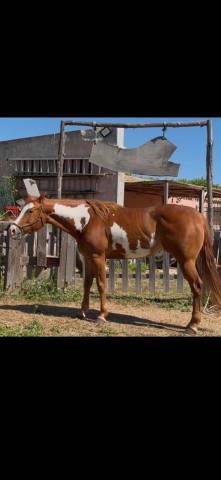 Jument paint horse a vendre 2021 overo