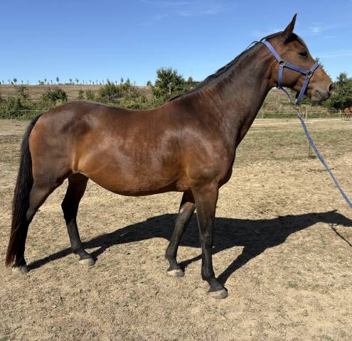 à vendre encadence