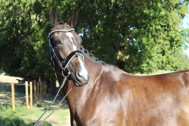 Jument hanovrienne dressage 5 ans - damschinoxstedinger