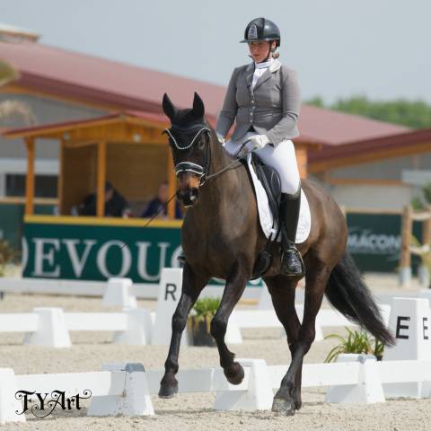 Jument - westfalien - 7 ans - fidelius x santa cruz