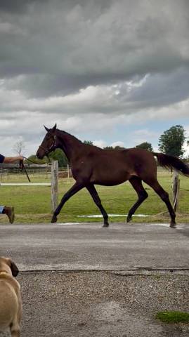 Jeune mâle trakehner par helium