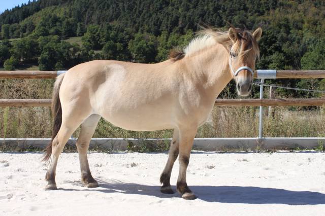Superbe jument fjord pp de 7 ans