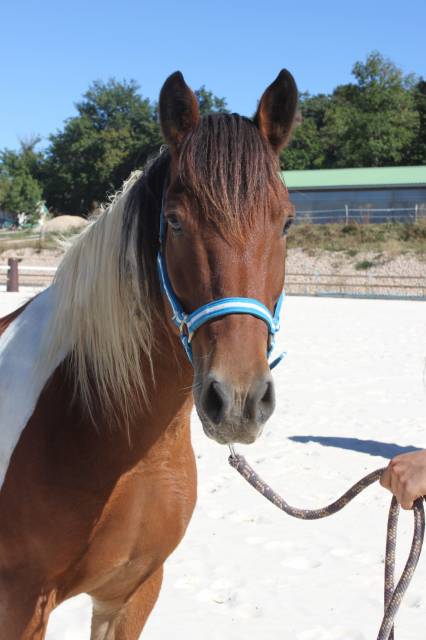 Magnifique poney d pie bai