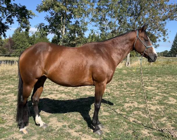 Pour repro ou compagnie  jument paint horse pp 9 ans