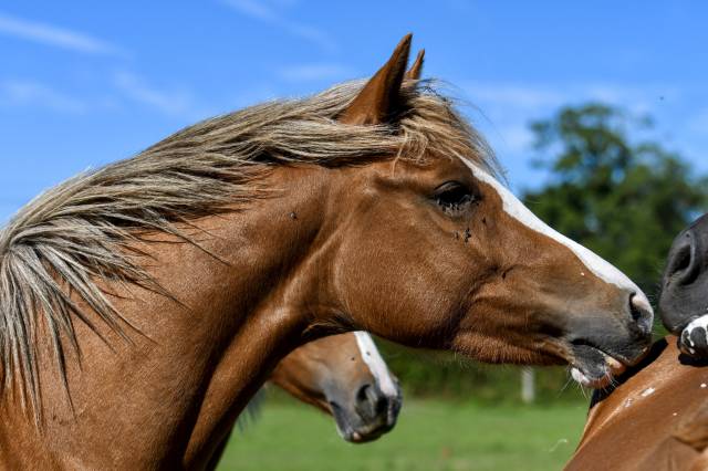 Ponette 2 ans par ulk d’ete