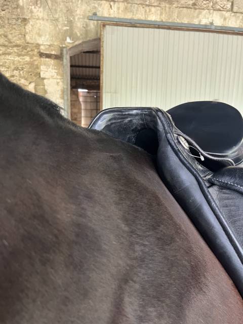 Selle dressage Kieffer Ulla Salzgeber
