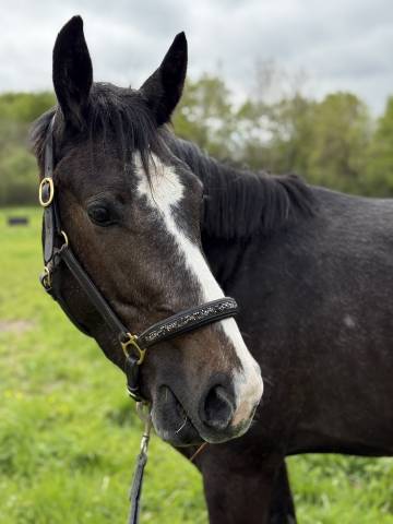 Mâle sf de 3 ans 1m54