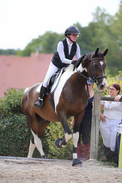 Cheval de sport 