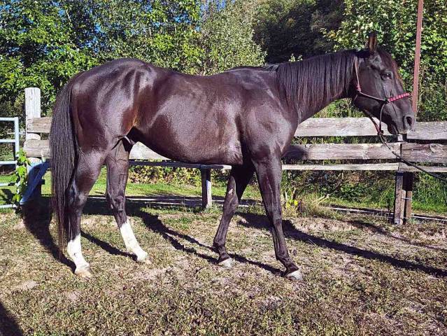 Vends  hongre type americain 
