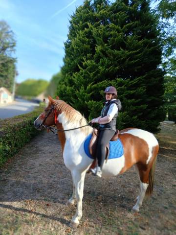 Jeune paint horse × cob – 3 ans 