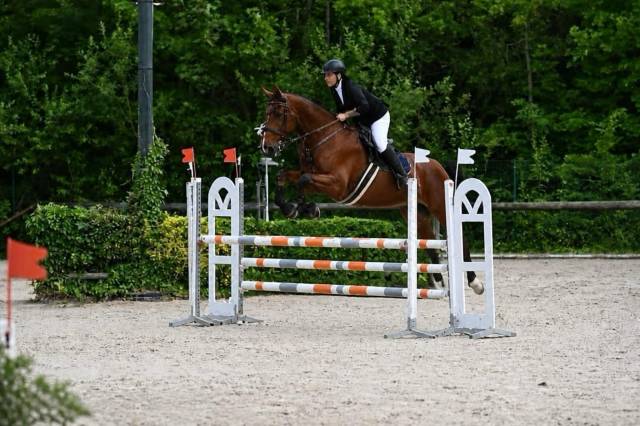 Falco, selle belge d’1,84 m — gentil cheval de loisir
