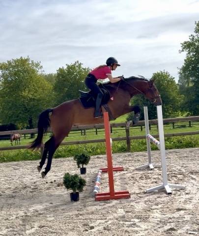 Sf 3 ans hongre 1m65 top amateur 