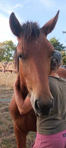 Poulain d un ans,demi pent horse