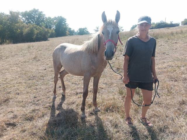 Pouliche apaloosa croisé poney français de selle-arabe